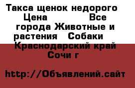 Такса щенок недорого › Цена ­ 15 000 - Все города Животные и растения » Собаки   . Краснодарский край,Сочи г.